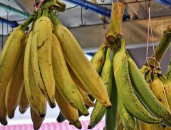 Simak 7 Manfaat Pisang Tanduk, Bisa Bikin Mood Naik Lhoo