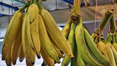 Pisang Tanduk