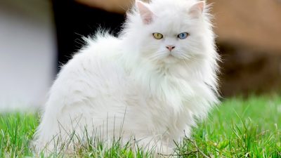 Ini dia 8 Jenis Kucing Anggora yang Wajib diketahui Para Pecinta Kucing Cantik