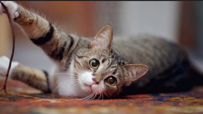 Mengenal Jenis Kucing Domestik, Perbedaannya dengan Kucing Ras dan Bagaimana Cara Perawatannya