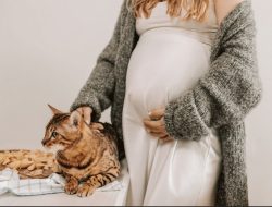 Benarkah Bulu Kucing Berbahaya Bagi Ibu Hamil? Simak Penjelasannya