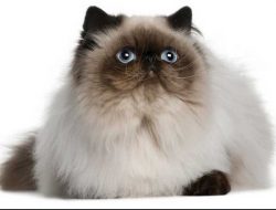 Kenali Ciri-ciri dan Cara Perawatan Kucing Himalaya yang Benar