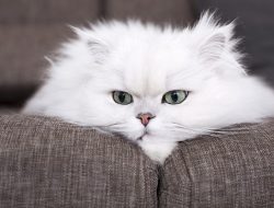 Kenali Ciri-ciri Kucing Persia dan Cara Perawatan yang Benar bagi Pemula
