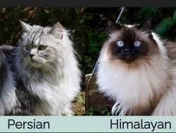 Ini dia Perbedaan Kucing Himalaya dan Persia, Serta Ciri-ciri Keduanya