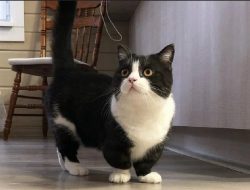 Ini dia Rekomendasi Jenis-jenis Kucing Berkaki Pendek bagi Pecinta Kucing Imut