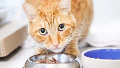 7 Rekomendasi Makanan Kucing yang Baik seret Tips Memilihnya