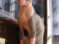 Mengenal Lebih Jauh Jenis Kucing Sphynx dan Bagaimana Cara Perawatannya