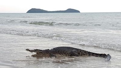 Pemkot Bandar Lampung Keluarkan Peringatan Waspada Buaya di Sekitar Pesisir Pantai