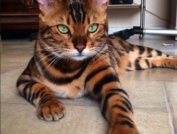 Ini dia Faktanya, Beberapa Kebaikan Memelihara Kucing Bagi Anak