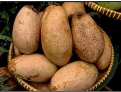 Mengenal Buah Binjai dan Manfaatnya untuk Kesehatan