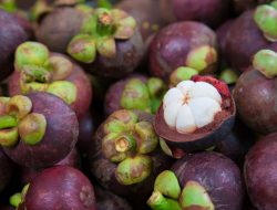 Kenali 8 Manfaat Buah Manggis yang baik untuk Kesehatan