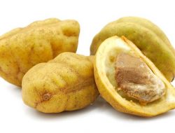 Mengenal Buah Namnam Cynometra cauliflora L, Buah Langka yang Kaya Manfaat