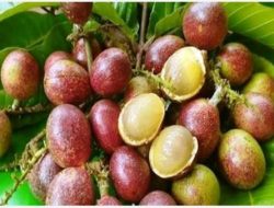 Mengenal Buah Matoa, Asal -usul, Kandungan serta Manfaatnya untuk Kesehatan