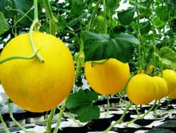 Mengenal Golden Melon, Kandungan serta Manfaatnya bagi Kesehatan