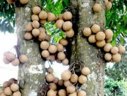 Mengenal Manfaat Buah Kepel (Stelechocarpus burahol) yang Baik bagi Kesehatan