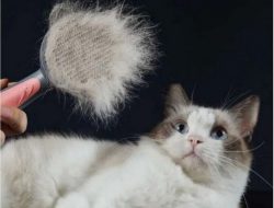 Kenali Apa saja Penyebab Bulu Kucing Rontok, Ini dia Penjelasannya