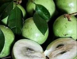 Mengenal Sawo Manila, Kandungan serta Manfaatnya bagi Kesehatan