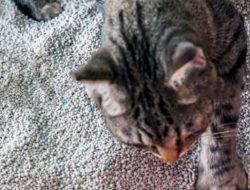 10 Rekomendasi Pasir Kucing yang Bagus untuk Kesehatan dan Kenyamanan Anabul