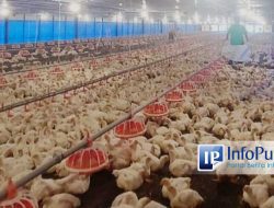 Ketersediaan Ayam Ras Lokal Aman dan Terpenuhi: Peran Kementan dalam Menjaga Pasokan