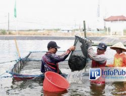 Suksesnya Program SFV KKP Meningkatkan Realisasi PNBP Layanan Perikanan