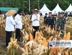 Optimalisasi Panen Melalui Penyempurnaan Parit di Ladang Jagung Food Estate Desa Wambes